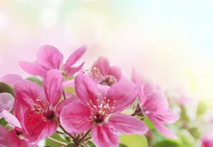Fototapeta - Kwiaty wiśni (196x136 cm)