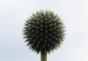 Fototapeta - Tropikalny kwiat (196x136 cm)