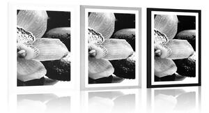 Plakat z passe-partout egzotyczna orchidea w czerni i bieli