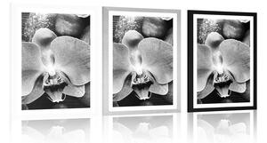 Plakat z passe-partout cudowna orchidea i kamienie w czerni i bieli