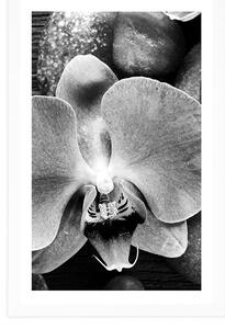 Plakat z passe-partout cudowna orchidea i kamienie w czerni i bieli