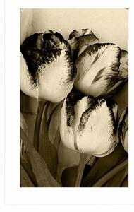 Plakat z passe-partout wiosenne tulipany w sepiowym kolorze