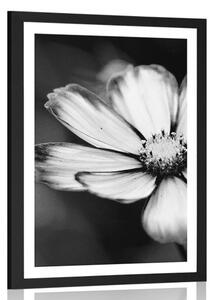 Plakat z passe-partout kwiat wiesiołka ogrodowego w czerni i bieli