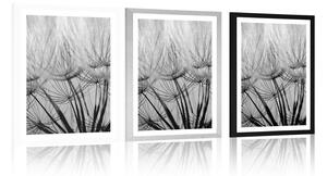 Plakat z passe-partout nasiona dmuchawca w czerni i bieli