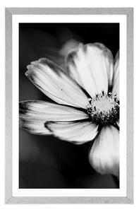 Plakat z passe-partout kwiat wiesiołka ogrodowego w czerni i bieli