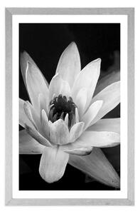 Plakat z passe-partout czarno-biała lilia wodna