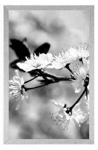 Plakat Kwiat czereśni w czerni i bieli