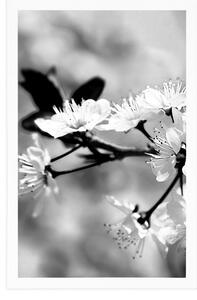 Plakat Kwiat czereśni w czerni i bieli