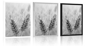Plakat pole pszenicy w czerni i bieli