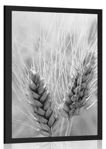 Plakat pole pszenicy w czerni i bieli