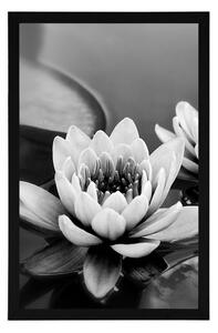 Plakat kwiat lotosu w jeziorze w czerni i bieli