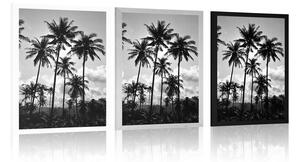 Plakat palmy kokosowe na plaży w czarno-białym kolorze