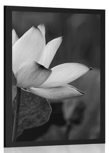 Plakat delikatny kwiat lotosu w czarno-białym kolorze