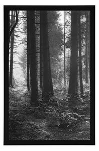 Plakat nasłoneczniony las w czerni i bieli
