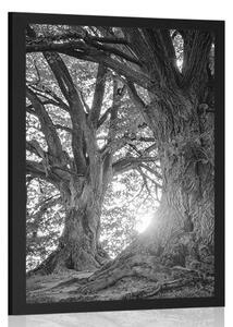 Plakat majestatyczne drzewa w czerni i bieli