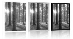 Plakat słoneczny poranek w lesie w czerni i bieli