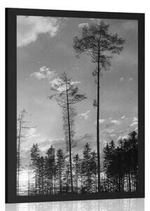 Plakat wczesnym wieczorem w lesie w czerni i bieli