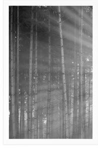 Plakat słońce za drzewami w czerni i bieli
