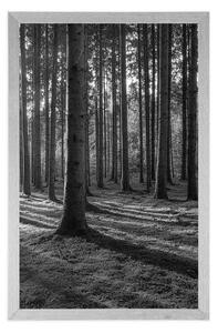 Plakat poranek w lesie w czerni i bieli
