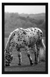 Plakat koń na łące w czerni i bieli