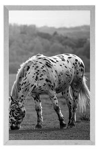 Plakat koń na łące w czerni i bieli