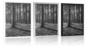 Plakat poranek w lesie w czerni i bieli