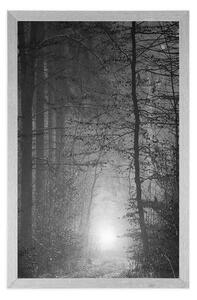 Plakat światło w lesie w czerni i bieli