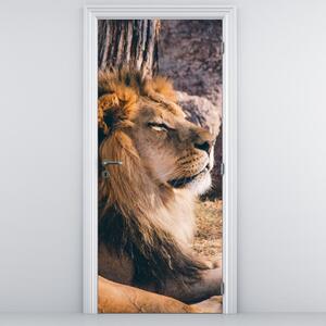 Fototapeta na drzwi - Leżący lew (95x205cm)