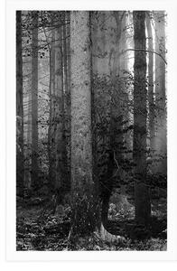 Plakat tajemnica lasu w czerni i bieli