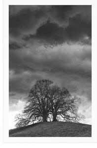 Plakat czarno-białe samotne drzewa