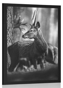 Plakat jeleń w sosnowym lesie w czerni i bieli