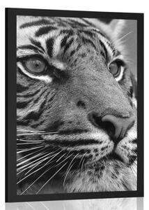 Plakat tygrys bengalski w czerni i bieli