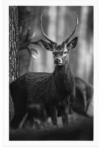 Plakat jeleń w lesie w czerni i bieli