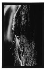 Plakat majestatyczny koń w czerni i bieli