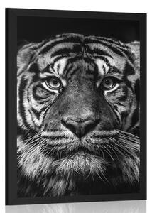 Plakat tygrys w czerni i bieli