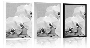 Plakat orchidea na płótnie w czerni i bieli