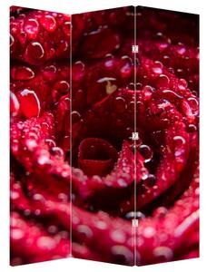 Parawan - Czerwony kwiat róży (126x170 cm)