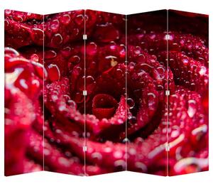Parawan - Czerwony kwiat róży (210x170 cm)