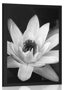 Plakat czarno-biała lilia wodna