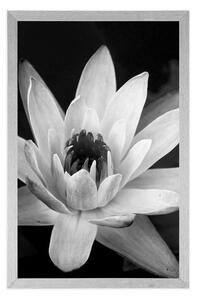 Plakat czarno-biała lilia wodna