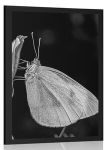 Plakat motyl na kwiatku