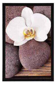 Plakat kamienie wellness i orchidea na drewnianym tle