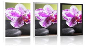 Plakat orchidea i czarne kamienie