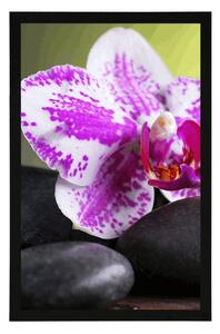 Plakat orchidea i czarne kamienie
