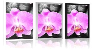 Plakat piękna orchidea i kamienie