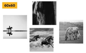 Zestaw obrazów dla miłośników koni w wersji czarno-białej
