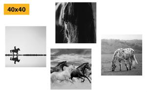Zestaw obrazów dla miłośników koni w wersji czarno-białej