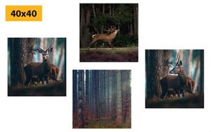 Zestaw obrazów magia zwierząt leśnych