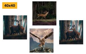 Zestaw obrazów piękno zwierząt leśnych