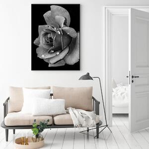 Plakat - Kwiat róży (A4)